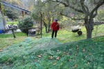 La raccolta delle olive