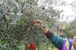 La raccolta delle olive