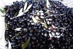 Le olive
