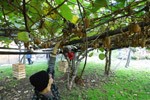 La raccolta dei kiwi