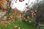 Le nespole